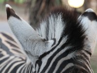 Marion, Romane South Africa 2014 (79 of 80) : Bundu lodge, Marion visit